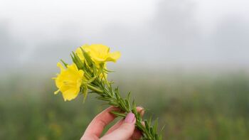 Power of the Evening Primrose: Survival Food & Pharmacy